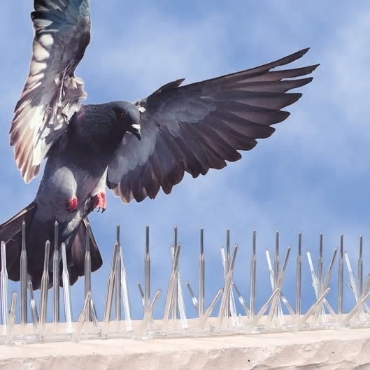 Signage Ledge, Bird Spike Retrofit — Bird Spikes project by Jhansi in Somajiguda, Hyderabad